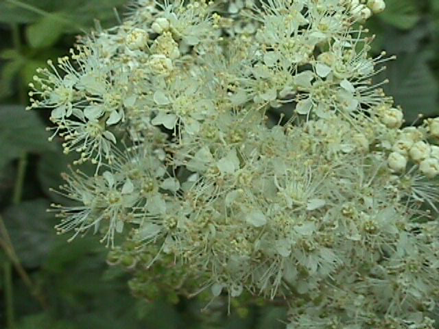 Ulmaria hierba 50 g