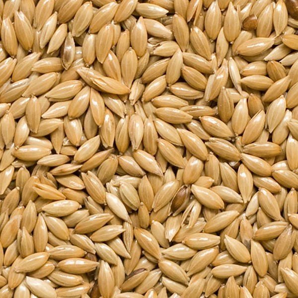 Semilla de Alpiste 50 g