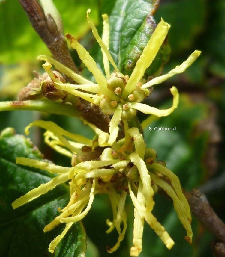 Hamamelis Avellano de Bruja Frasco Energético