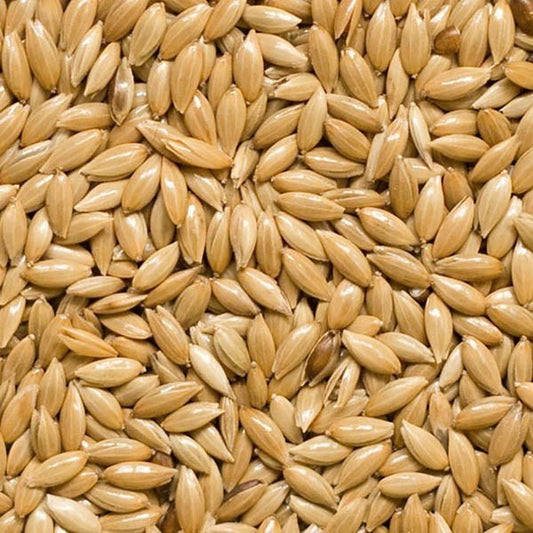 Semilla de Alpiste 50 g