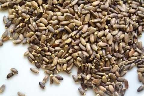 Cardo Mariano Infusión  50 G